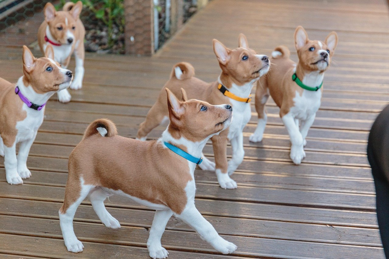 dog, friends, canine, pet, portrait, puppy, young, basenji, animal, breed, purebred, cute, domestic, background, beautiful, small, adorable, funny, outdoor, doggy, mammal, brown, dog, basenji, basenji, basenji, basenji, basenji